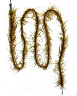 Weedy Leader brown 100cm