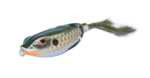 Gill